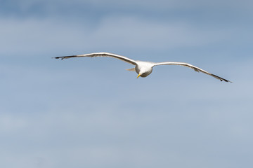 A Seagull Flying in the sky