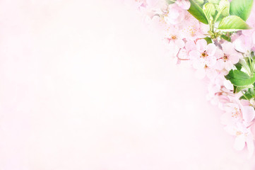 Spring blossom/springtime cherry bloom, toned, bokeh flower background, pastel and soft floral card, toned