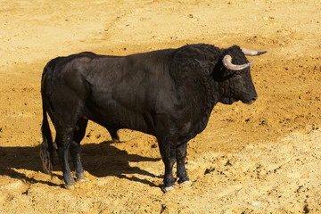 Toro de lidia en la arena de una plaza de toros. España