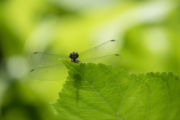 緑とトンボ