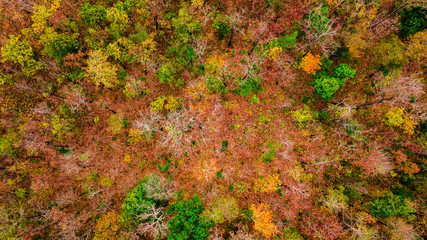 Aerial view of autumn forest at sunset. Amazing landscape with trees with red and orange leaves in day.