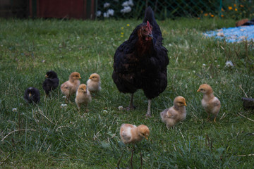 chicken family