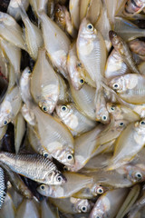 Obraz premium fresh white fish on basket selling in market