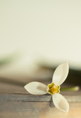 Romantischer Blumenrahmen mit Schneeglöckchen auf hellem Hintergrund