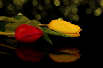 Красивые красные и желтые тюльпаны  на черном фоне с отражением    