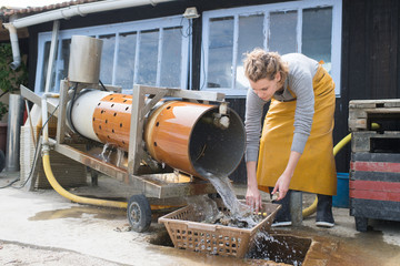 female worker cleaning oysters in baskets