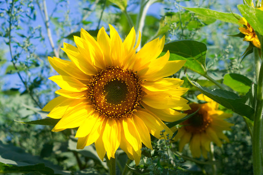 yellow sunflower flower in summer sunlight
