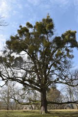 Closeup of a beautiful tree on a spring day in Kassel Germany