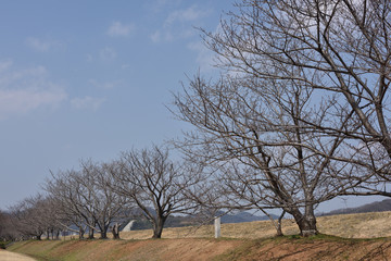 岡山県の笠岡港で見つけた樹木