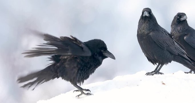 Pack of ravens. a few ravens. beautiful black birds on white snow in winter