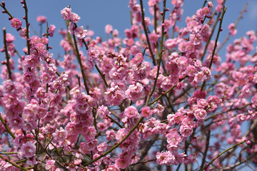 岡山県の笠岡港で見つけた樹木