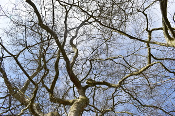 Big trees photographed from below on a sunny day in Kassel, Germany
