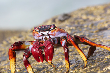 TIERE_4499_rote_Klippenkrabbe