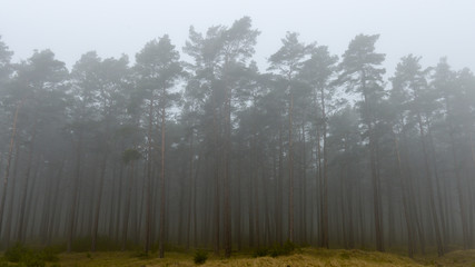 trees in mist