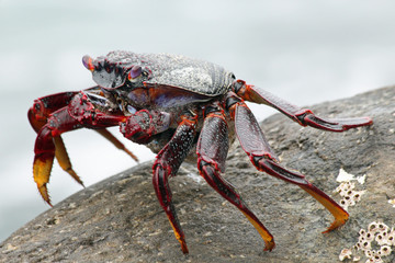 TIERE_4584_rote_Klippenkrabbe