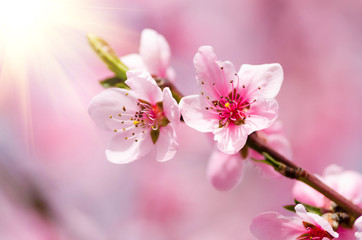 peach blossom flowers