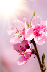 peach blossom flowers