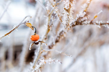 Frozen flowers and leaves of wild rose covered with a crust of ice. Plants of the Rose family, of the order Rosales. Flora and fauna in the harsh snow of the Russian winter