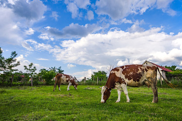 Vibrant green pasture with cows white clouds and blue sky panorama