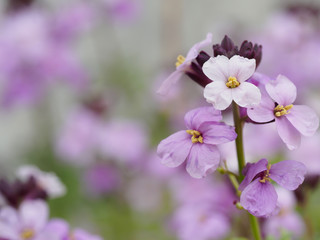 花壇に咲く花（4：3）