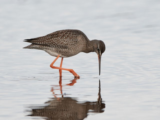 Spotted redshank (Tringa erythropus)