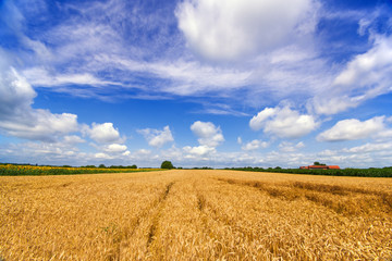 Vibrant wheat vista wide angle panorama with farm house white clouds and blue sky in summer