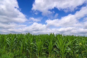 Vibrant green corn field with white clouds and blue sky
