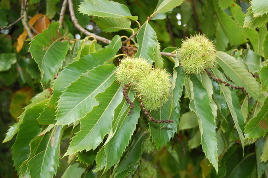 feuilles et fruits du ch&acirc;taigner
