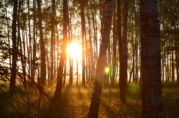 восход в лесу
