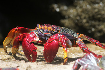 TIERE_4023_rote_Klippenkrabbe