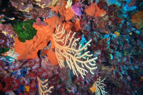 gorgone jaune Eunicella