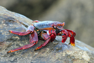 TIERE_3253_rote_Klippenkrabbe
