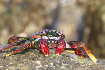 TIERE_3481_rote_Klippenkrabbe