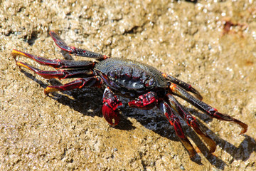 TIERE_3652_rote_Klippenkrabbe