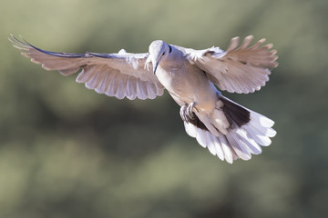Ring-necked dove in flight on a soft green background in early morning sun