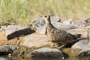 Burchell's Sandgrouse female drinks water from a waterhole in Kalahari desert