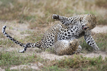 Female leopard slaps male while mating on grass in nature