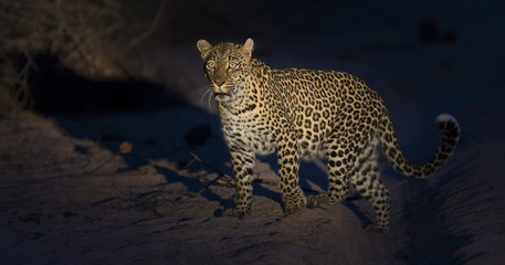 Lone leopard walking in darkness and hunt for food in nature
