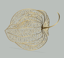 Dried golden husk of the flower of a Chinese lantern plant. Looks like filigree.