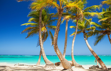 Obraz na płótnie Canvas Tropical beach. Ocean and palmtrees background. White sand and crystal-blue sea. Ocean water nature, beach relax. Summer sea vacation. Caribbean beach background