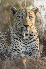 Obraz premium Lone leopard lay down resting on an anthill in nature during daytime