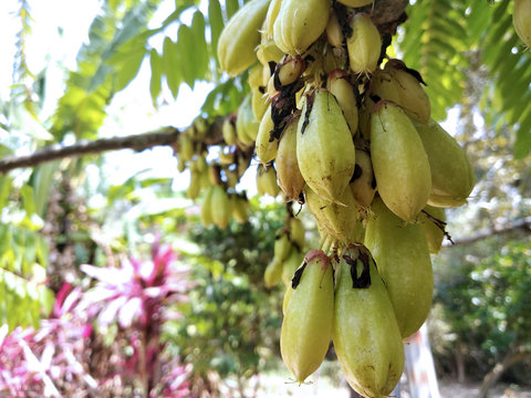 Averrhoa bilimbi commonly known belimbing buluh used by people at southeast Asia as a culinary spice and as a flavor enhancer to sour dishes. 