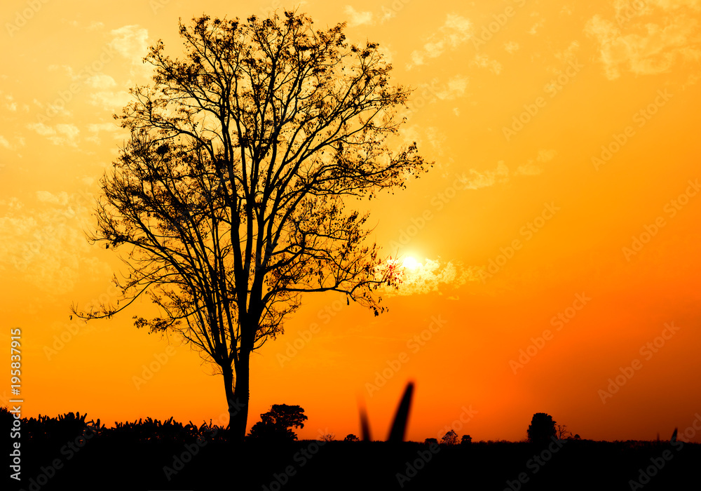 Wall mural a silhouette of a tree with bare branches against a bright orange sunset sky.