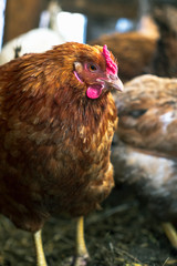 Chickens on the farm. Toned, style, color photo