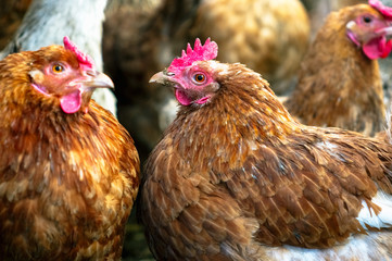 Chickens on the farm. Toned, style, color photo