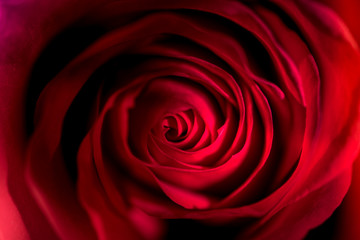 Flower, Red Rose, Macro
