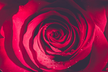 Flower, Red Rose, Macro
