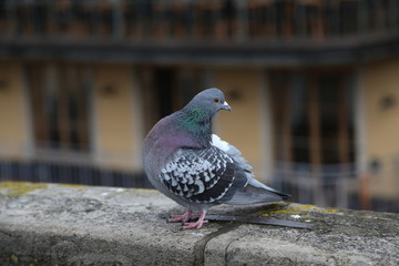 City doves close-up