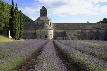 Zisterzienserabtei Abbaye Notre-Dame de Sénanque, mit Lavendelfeld, Vaucluse, Provence, Provence-Alpes-Côte d’Azur, Frankreich, Europa