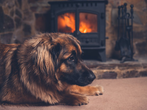 Dog relaxing by the fire